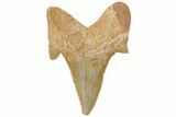 Fossil Shark Tooth (Otodus) - Morocco #211900-1